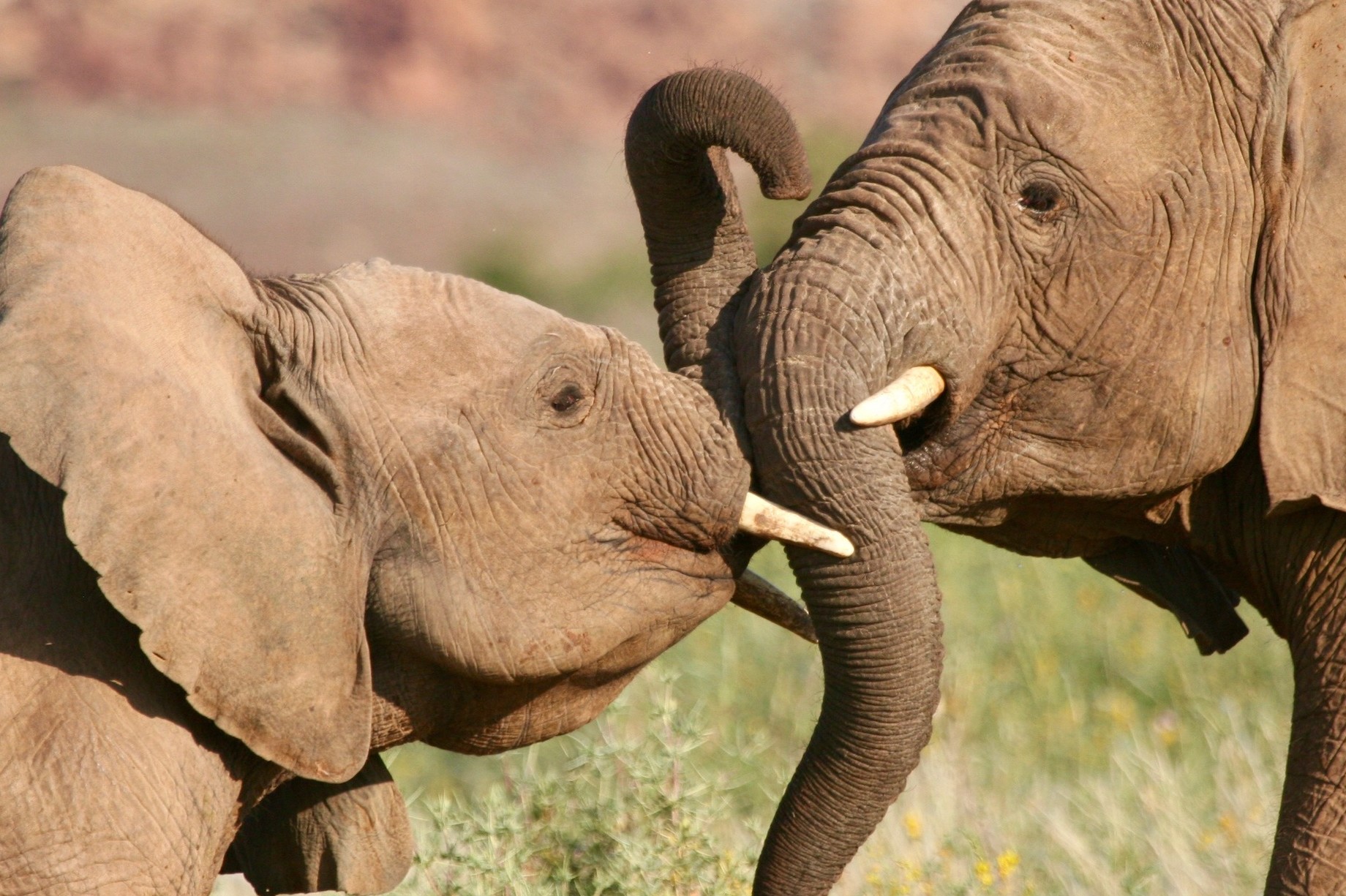 Elefantenprojekt namibia
