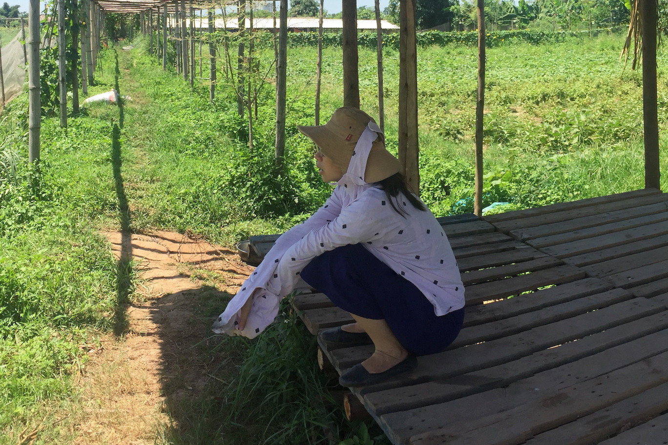 Vietnam organic farming titel rights rgv