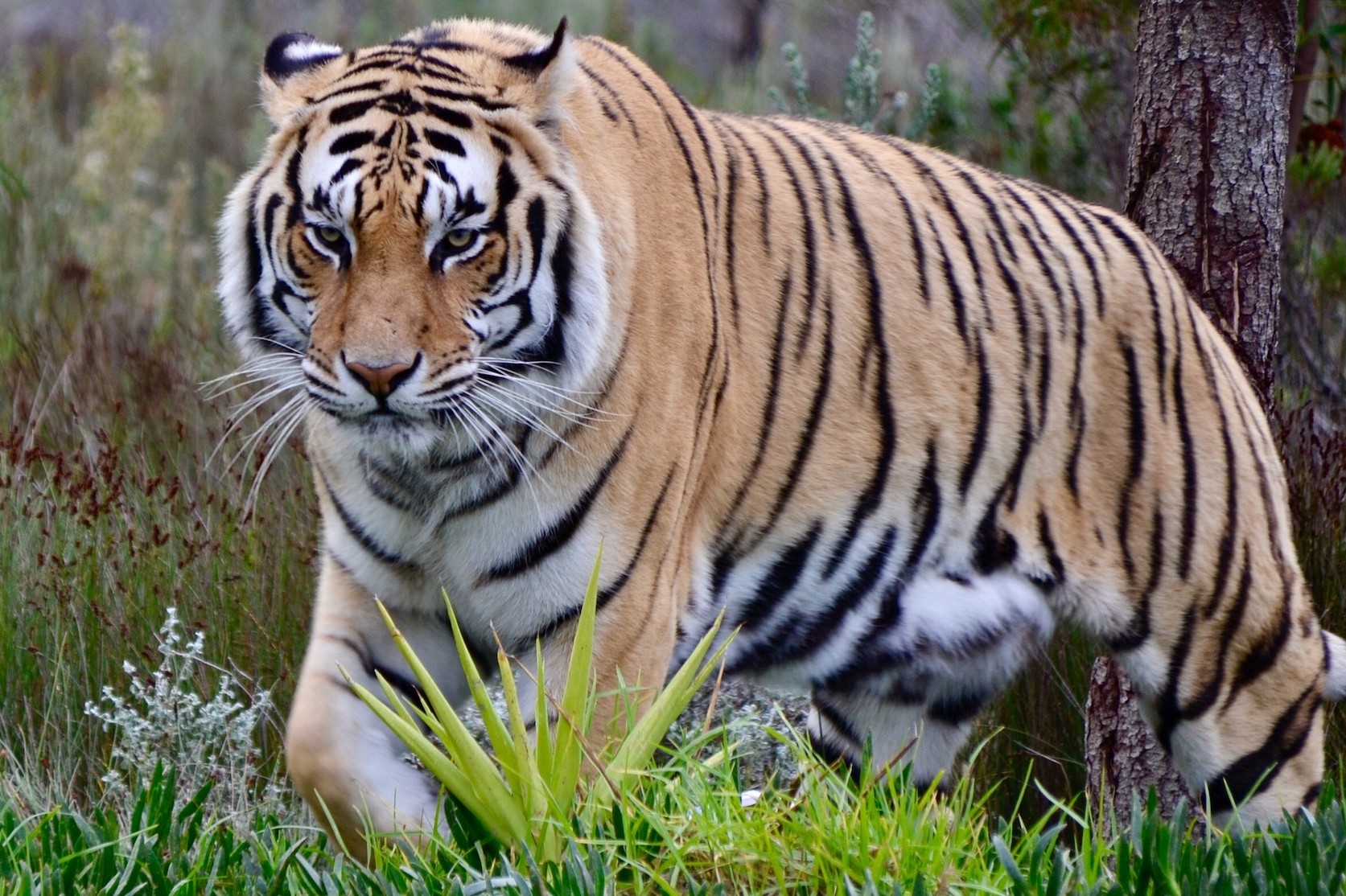 Teaser tiger projekt nepal rights rgv