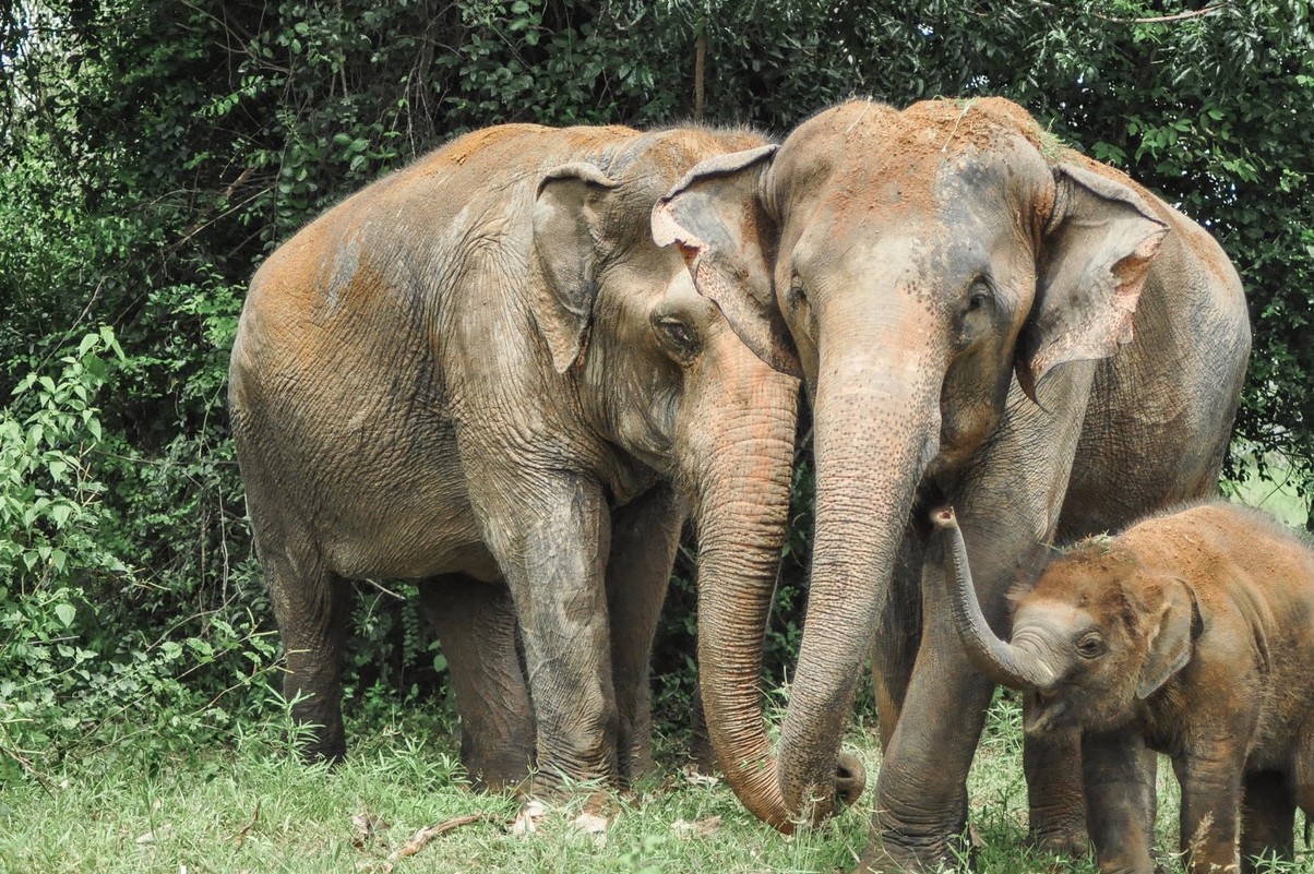 Big elephant family 280915 27