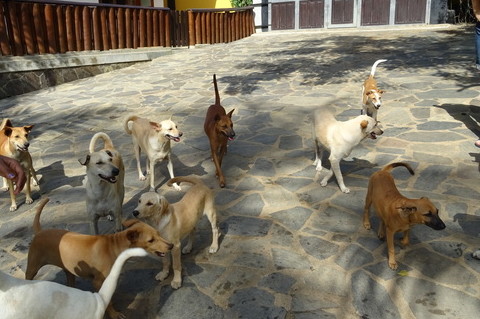 Sri lanka hunde klinik ueberblick