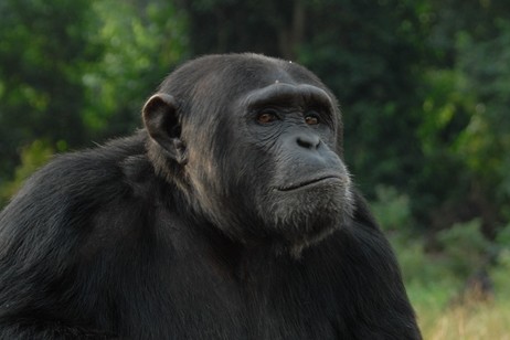 Uganda schimpansen projekt ueberblick