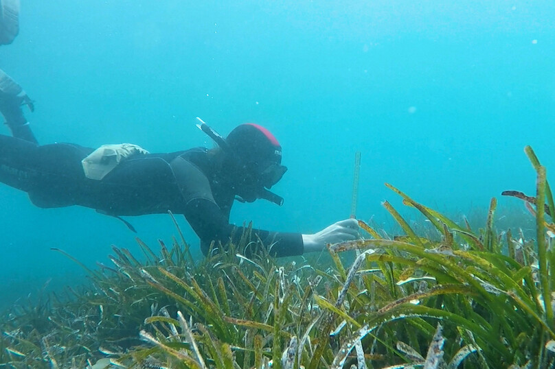 Greece seagrass diving