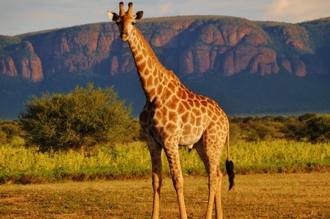 Suedafrika nationalpark wildlife ueberblick