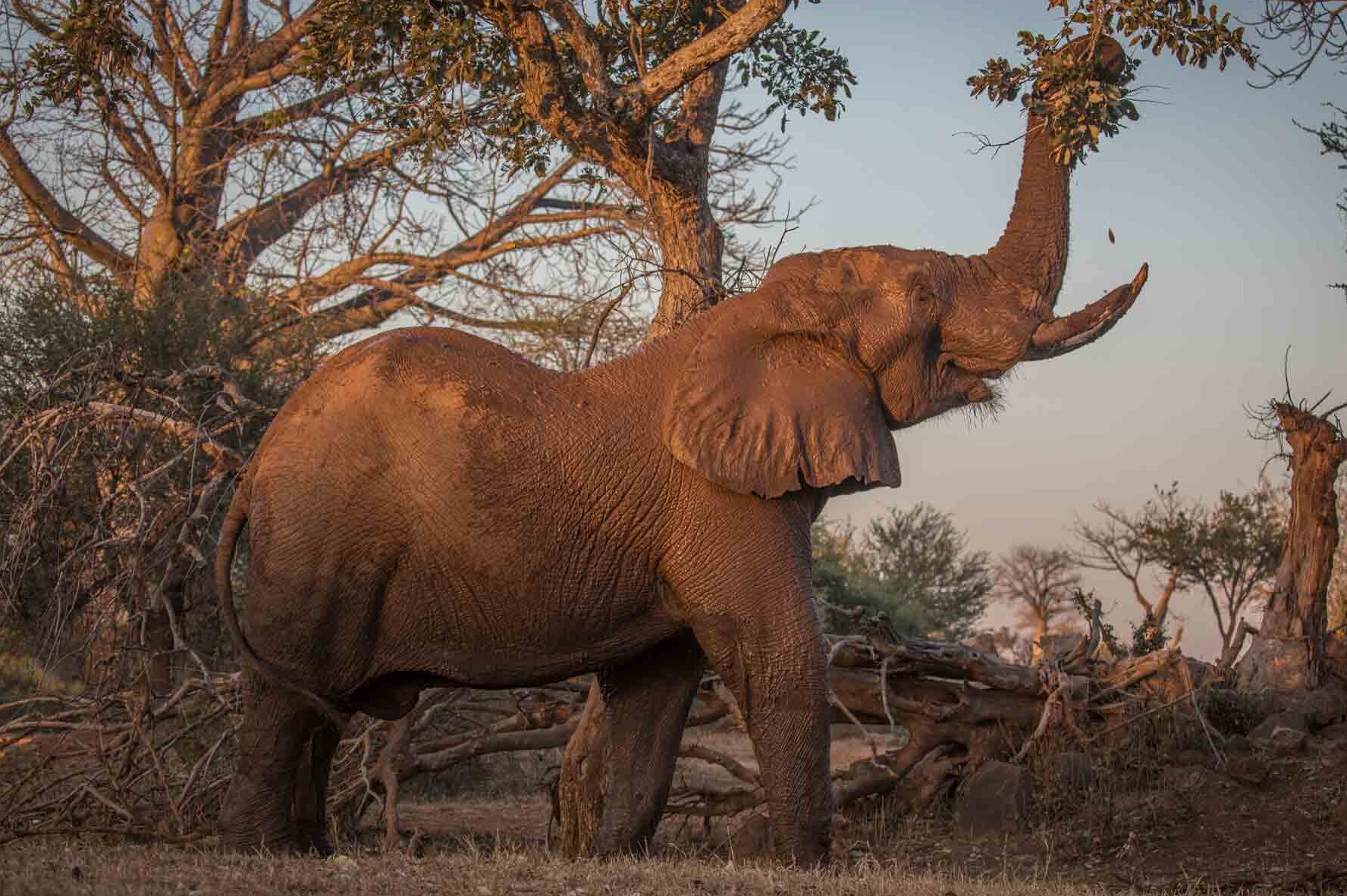 Ecoquest afrika elefant busch