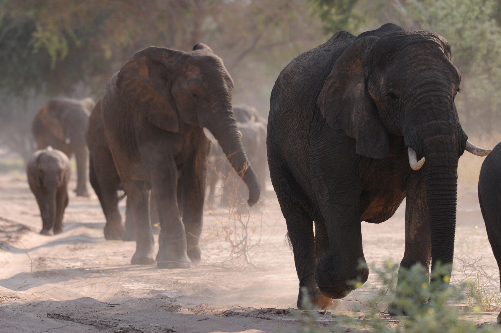 Freiwilligenarbeit namibia artenschutz elefanten