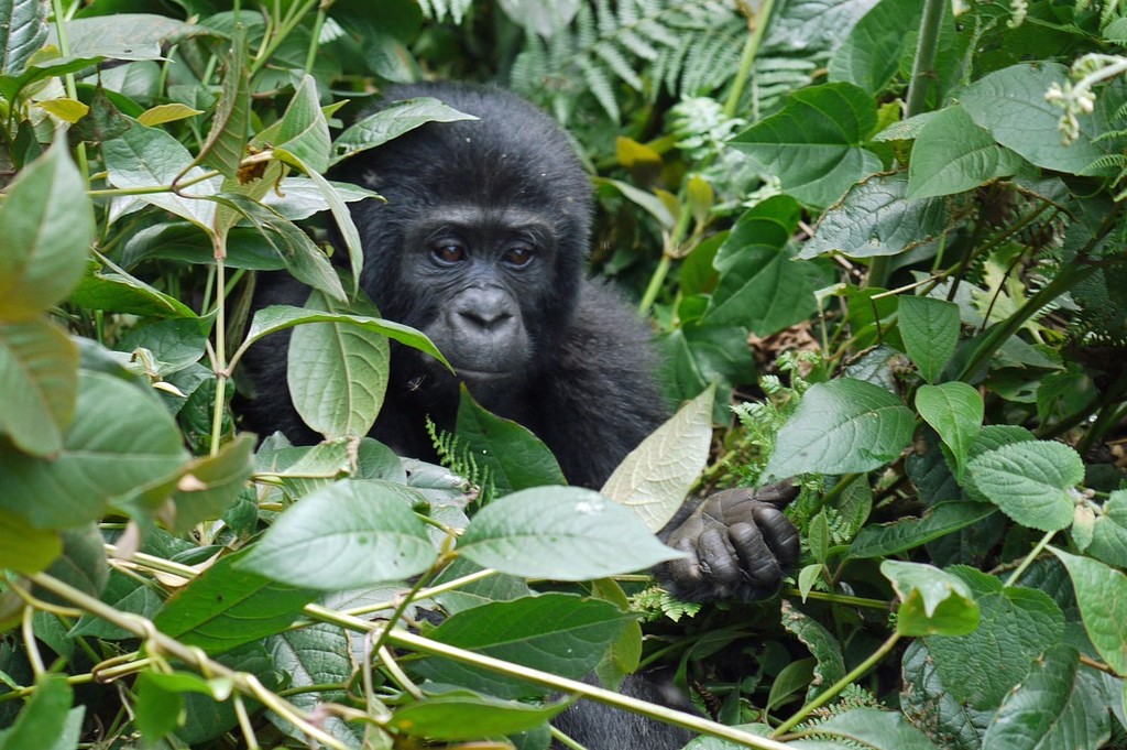 Freiwilligenarbeit uganda gorillas 3