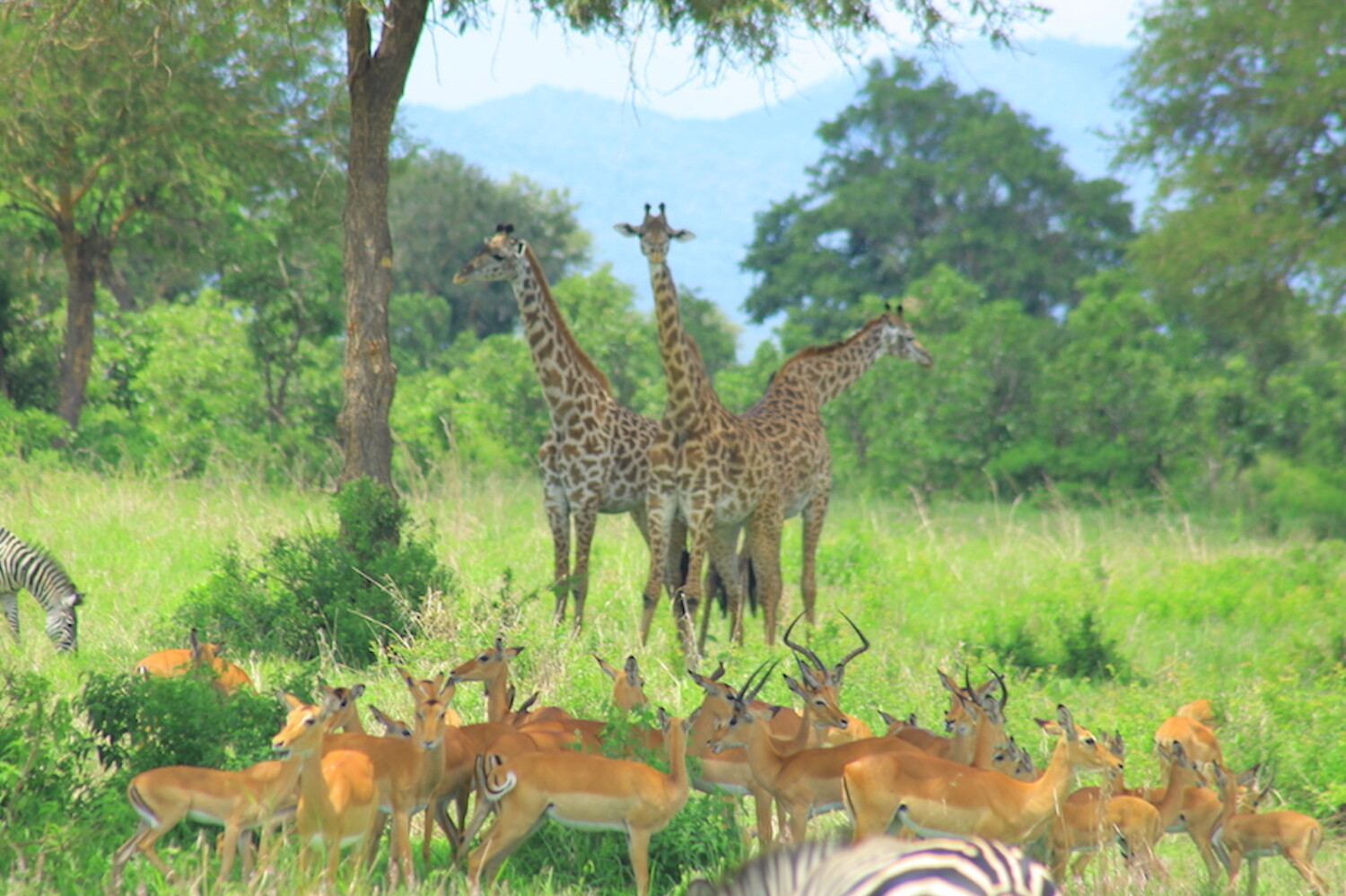 Iringa wildlife rights rgv6
