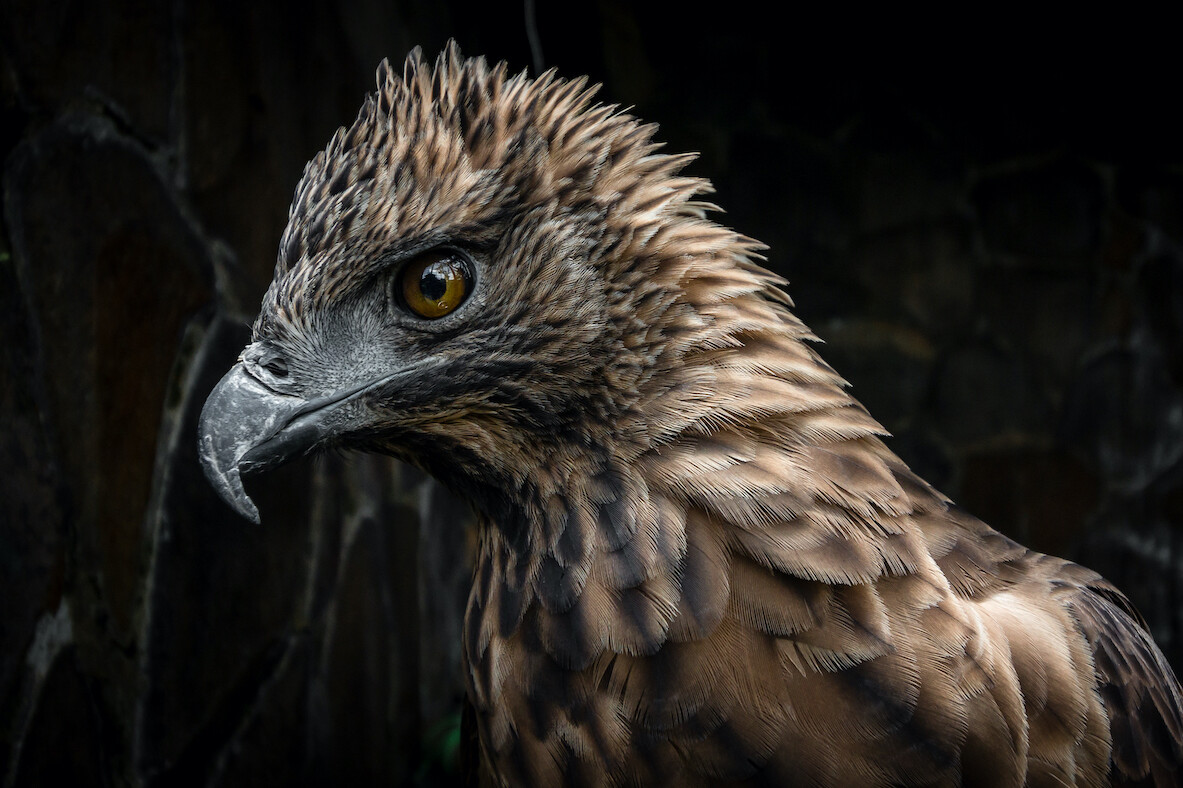 Tabanan hawk eagle