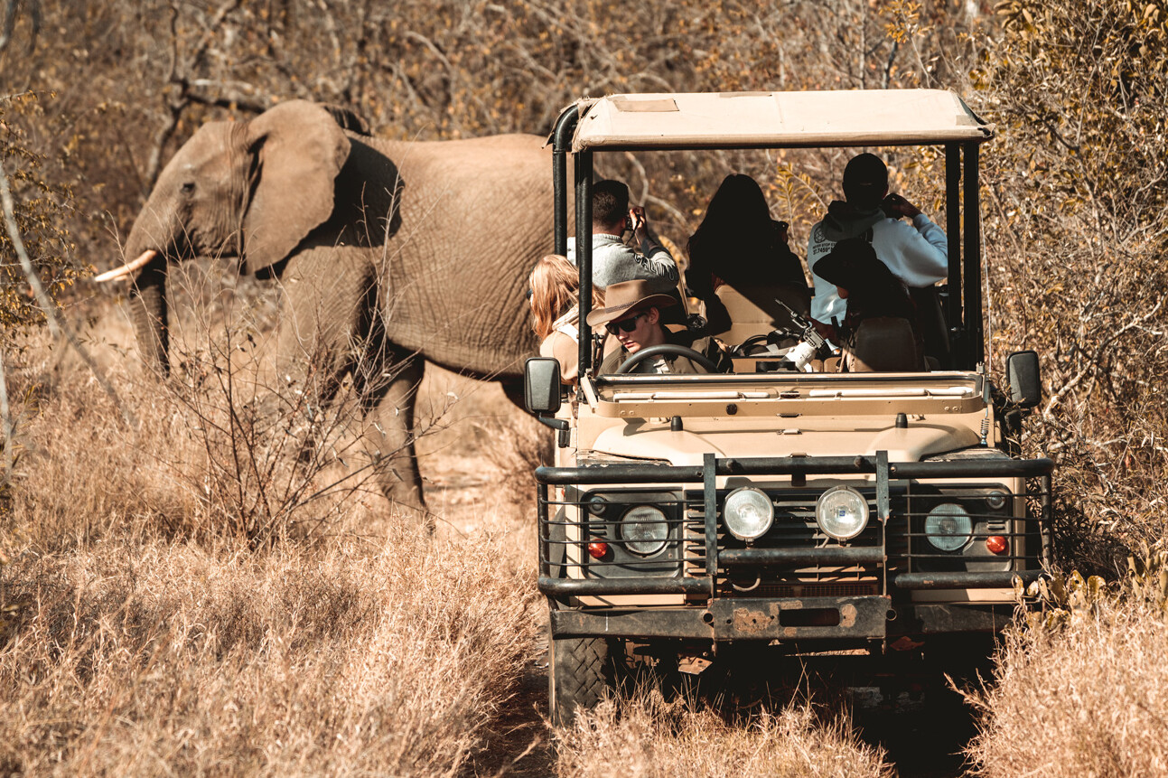 Freiwilligenarbeit suedafrika siyafunda wildlife monitoring game drive natucate