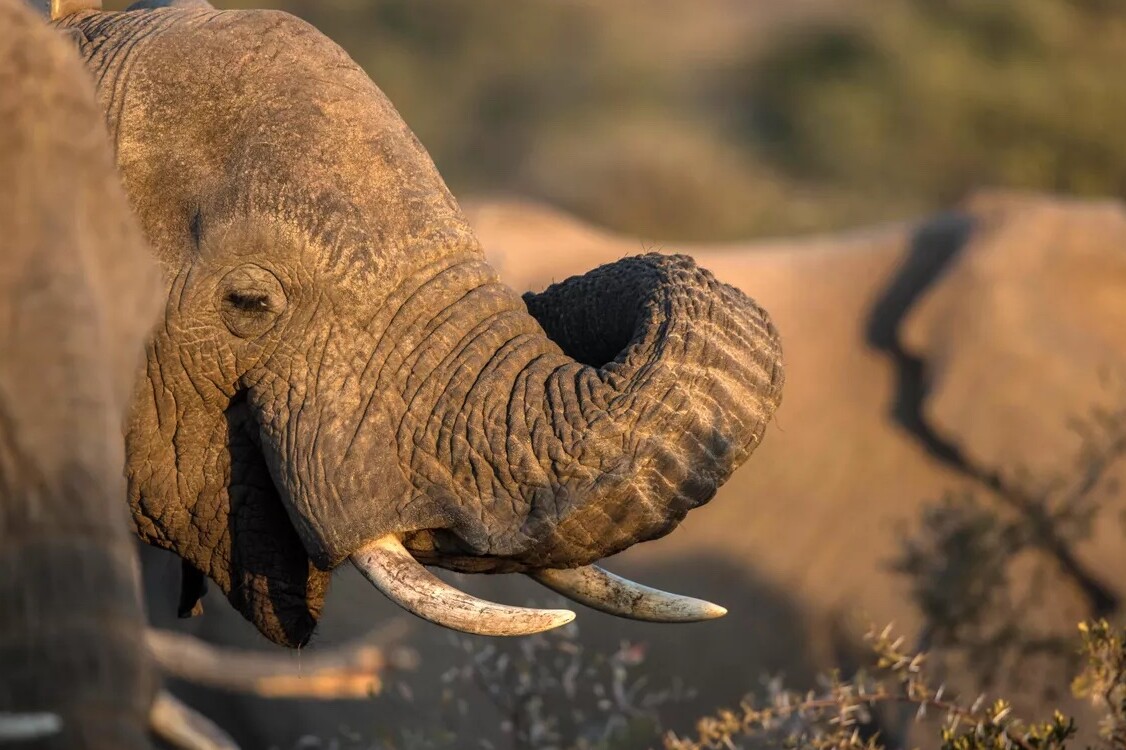 Freiwilligenarbeit sambia artenschutz elefanten natucate