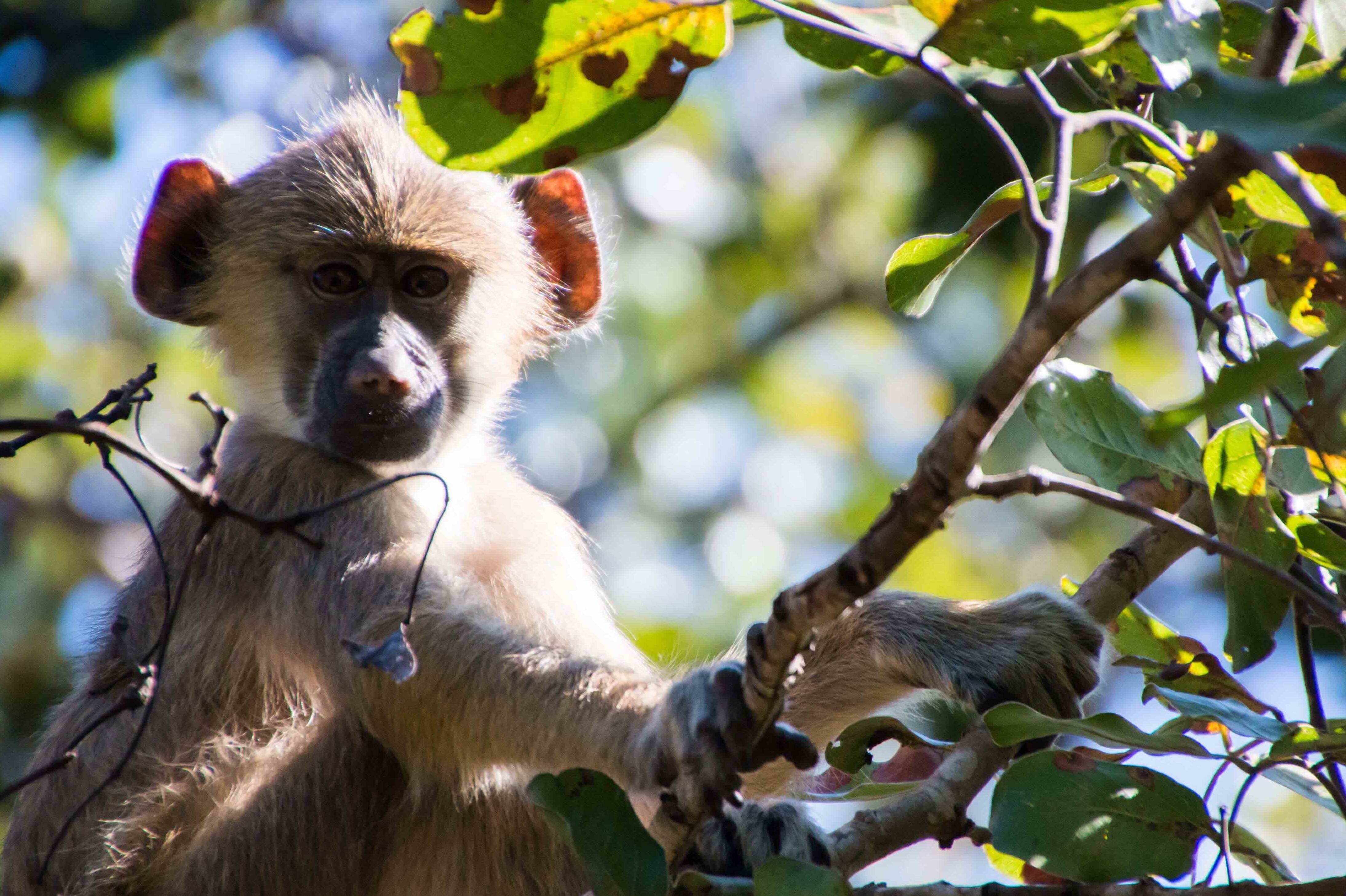 Volunteering malawi sanctuary yellow baboon tree