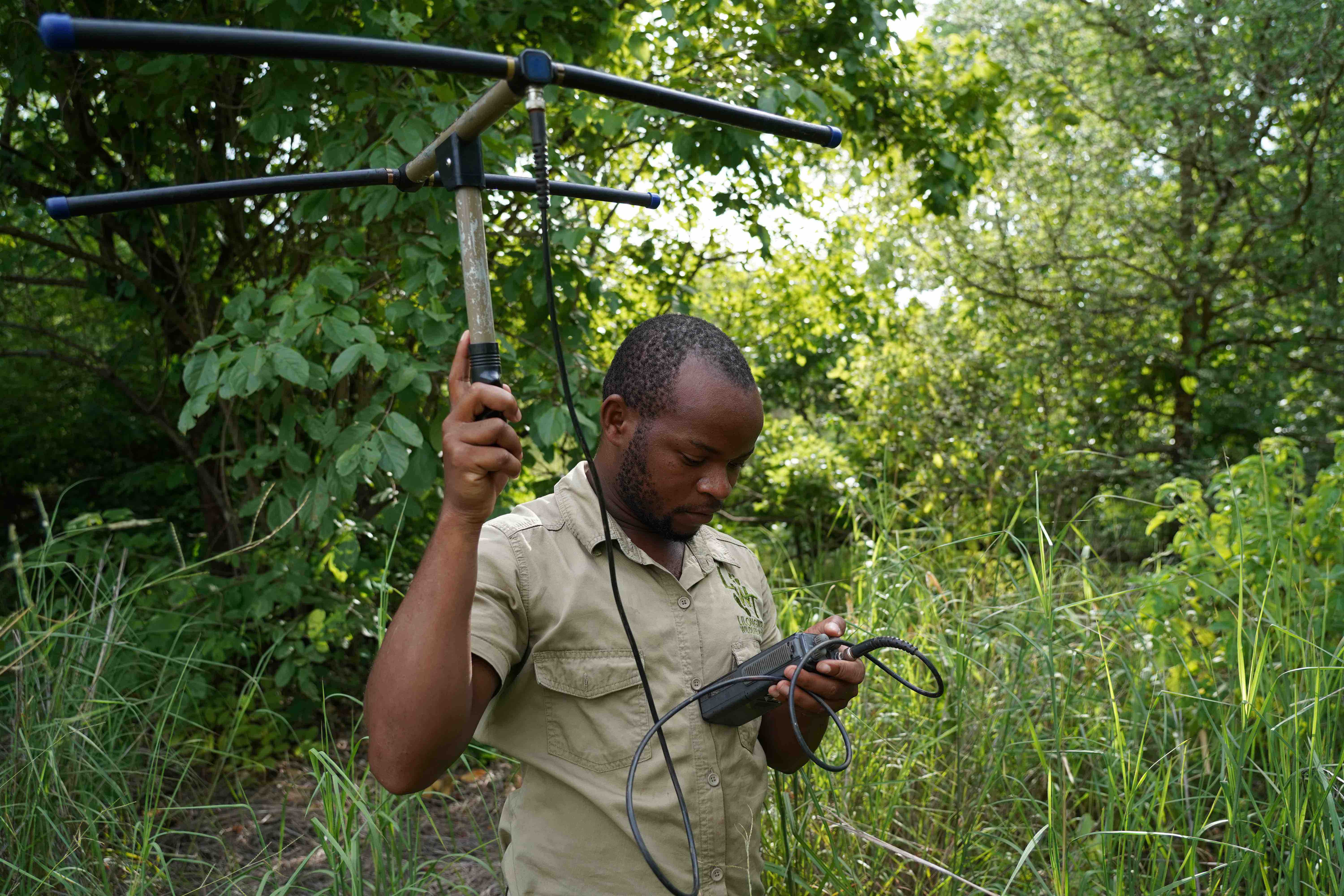 Natucate volunteering malawi wildlife monitoring tracking bush min