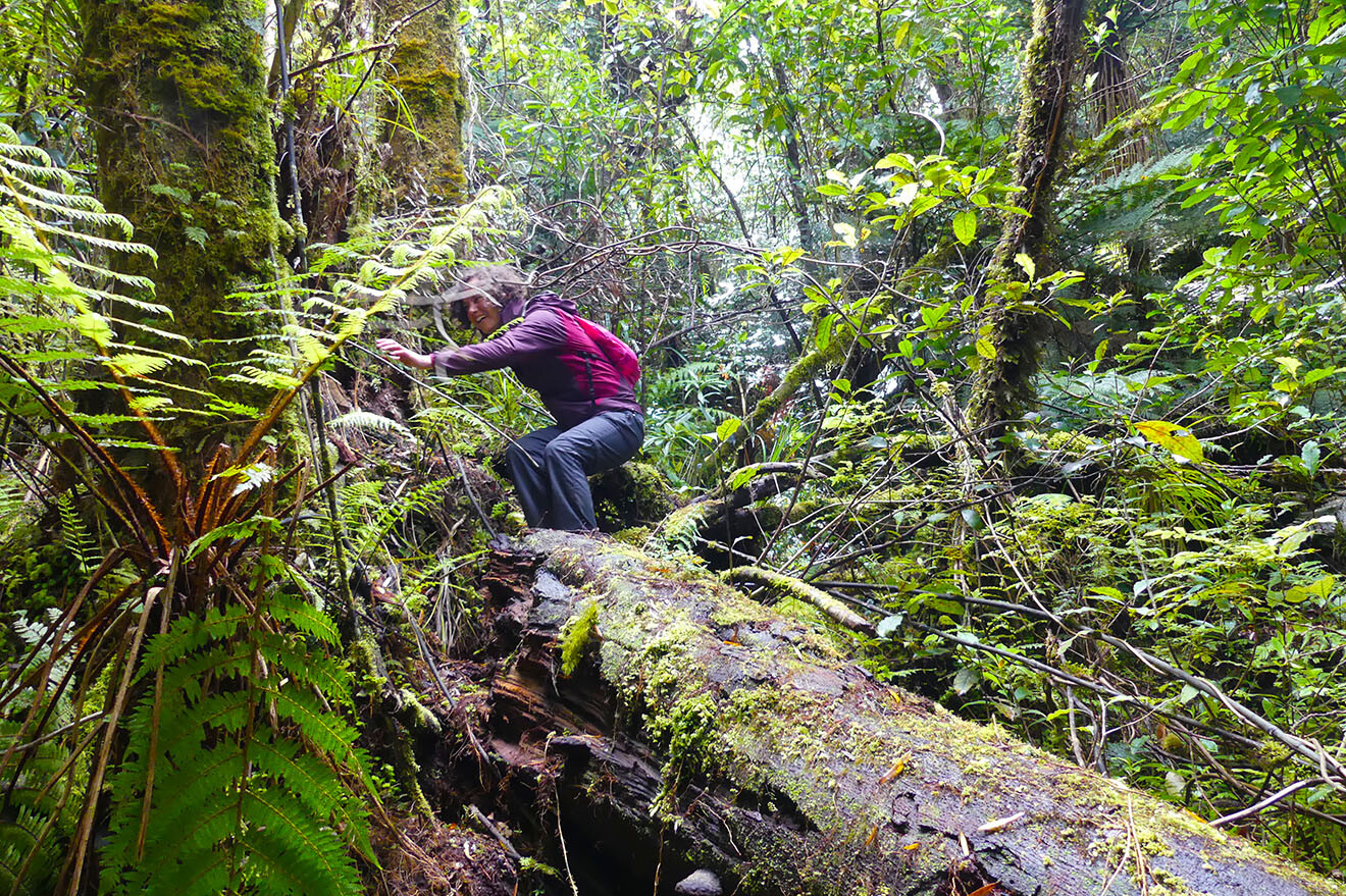 Freiwilligenarbeit neuseeland rainforest conservation pupu rangi arbeit im regenwald