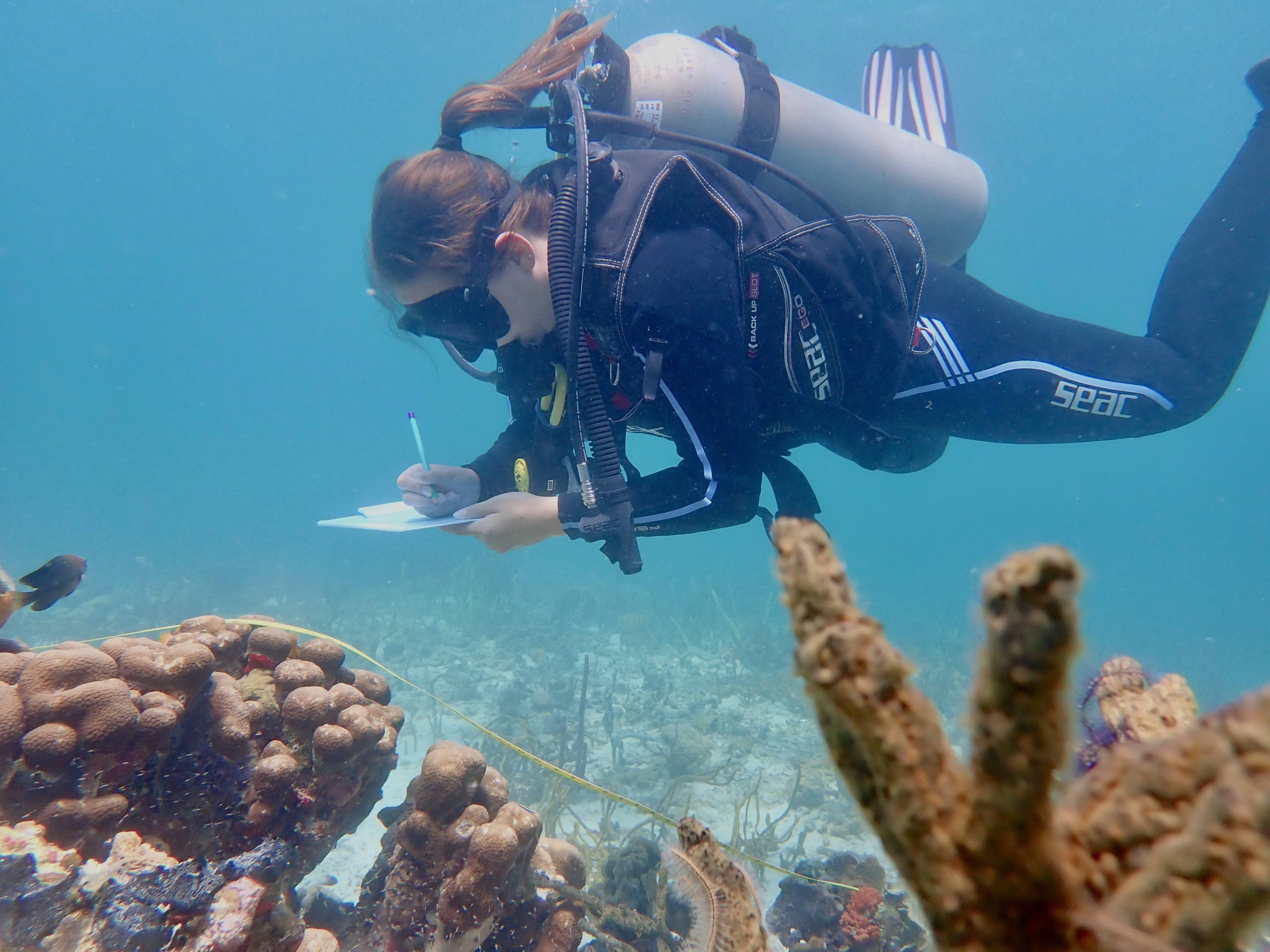 Volunteering panama diving research
