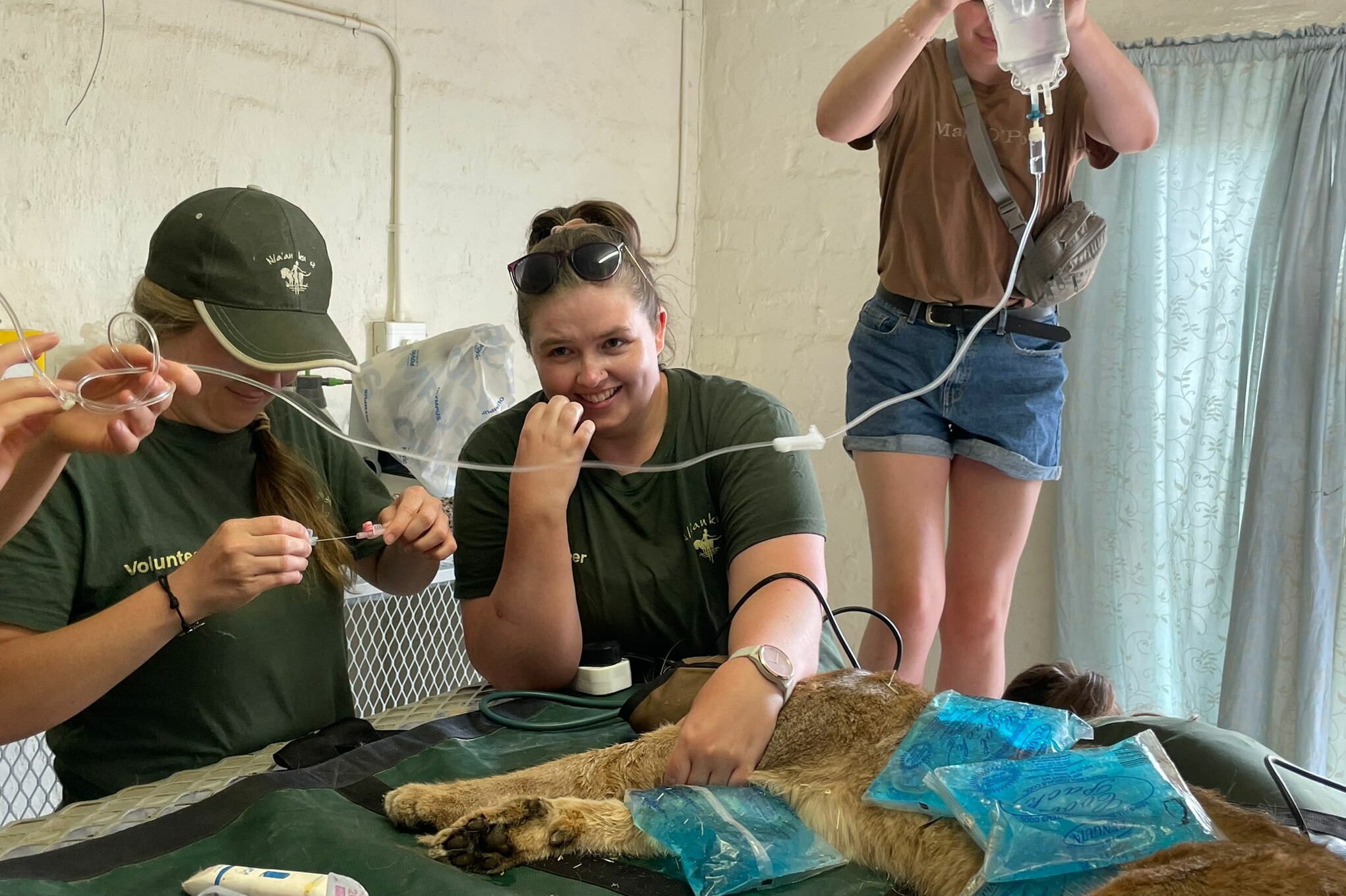 2 naankuse veterinary wildlife experience