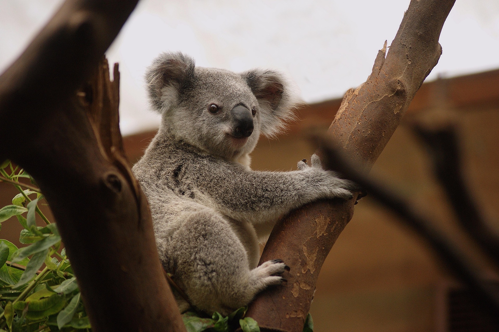 Wildlife australien koala