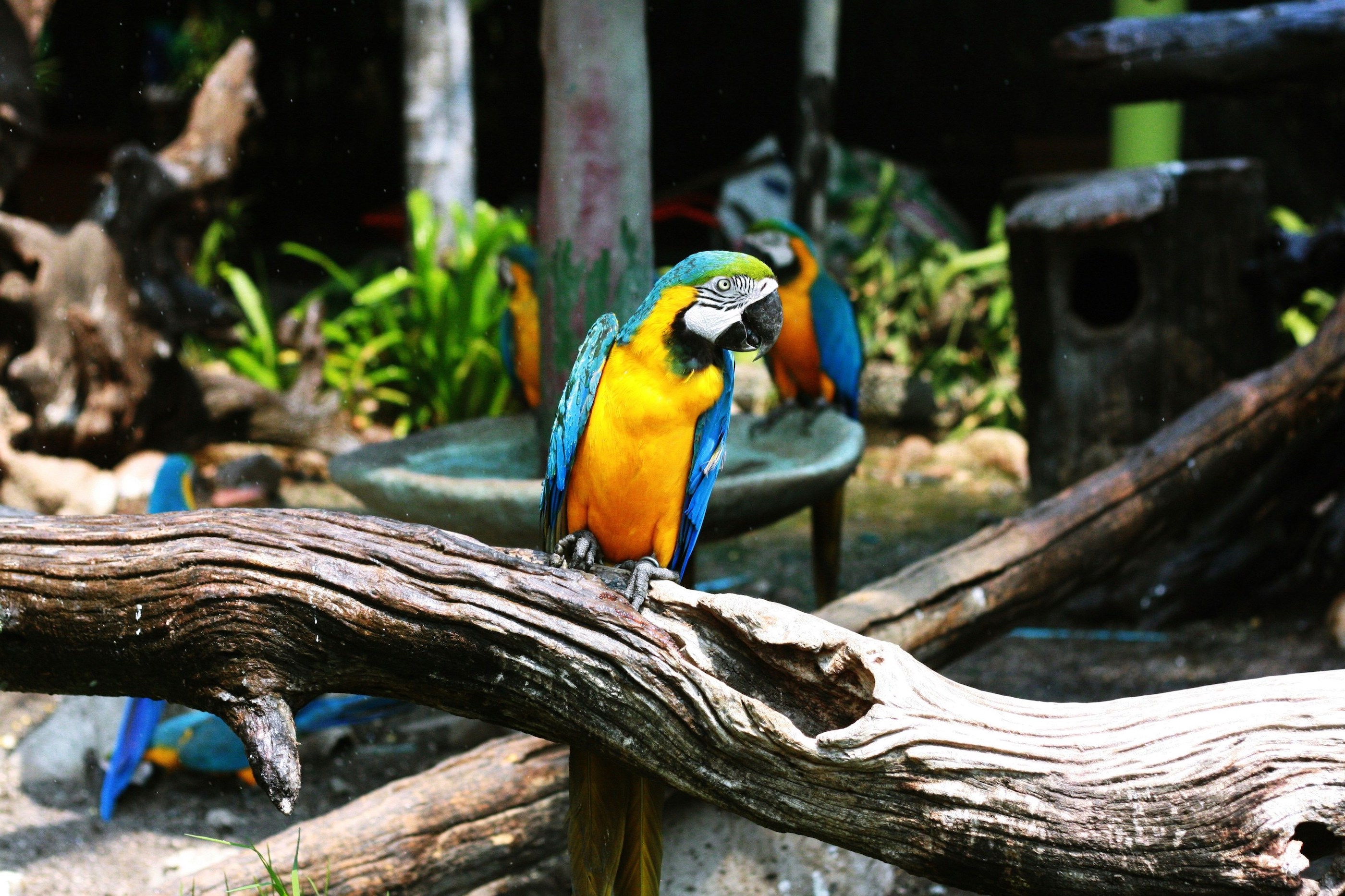 Australien tierpark papagei