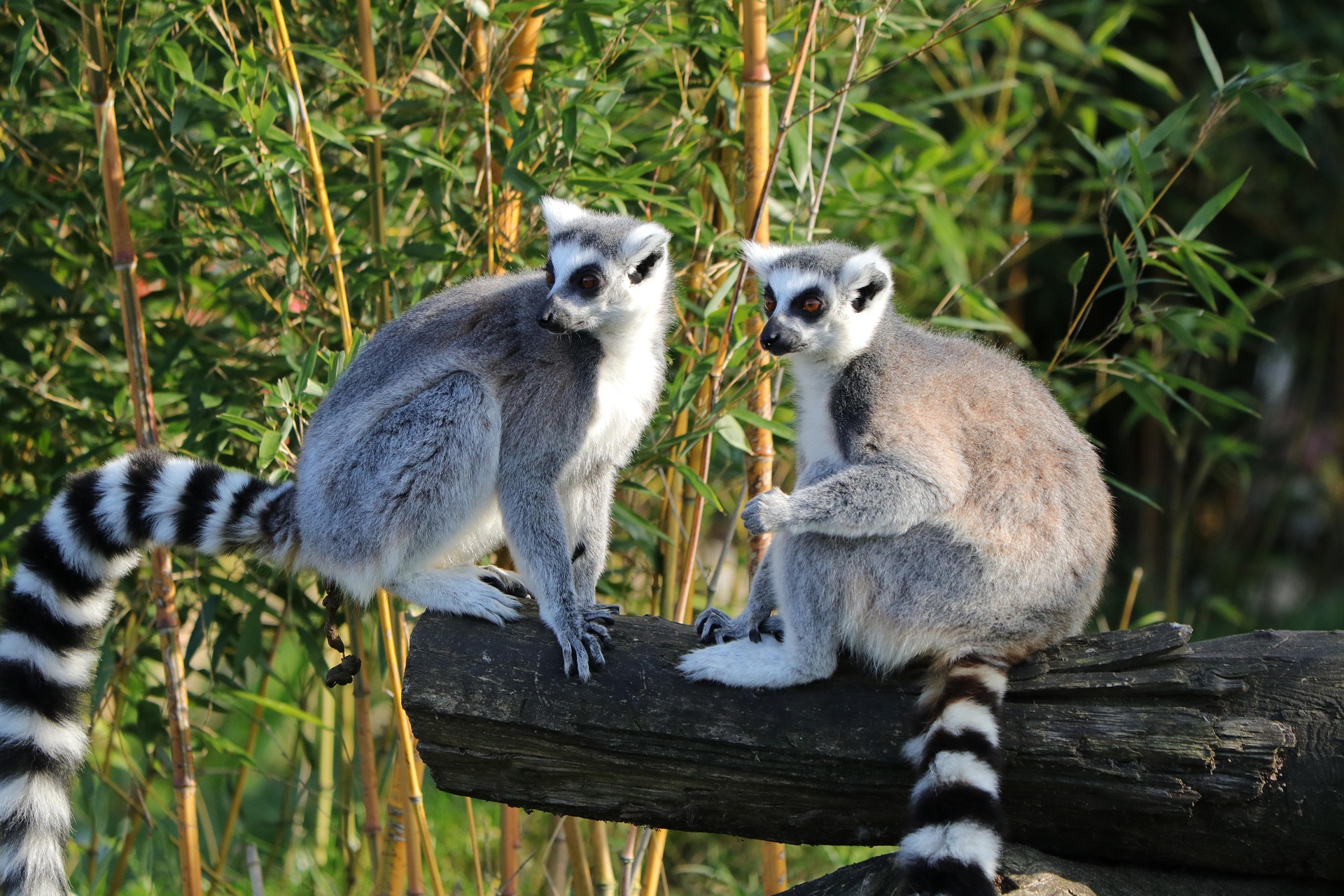 Lemurschutzstation madagaskar