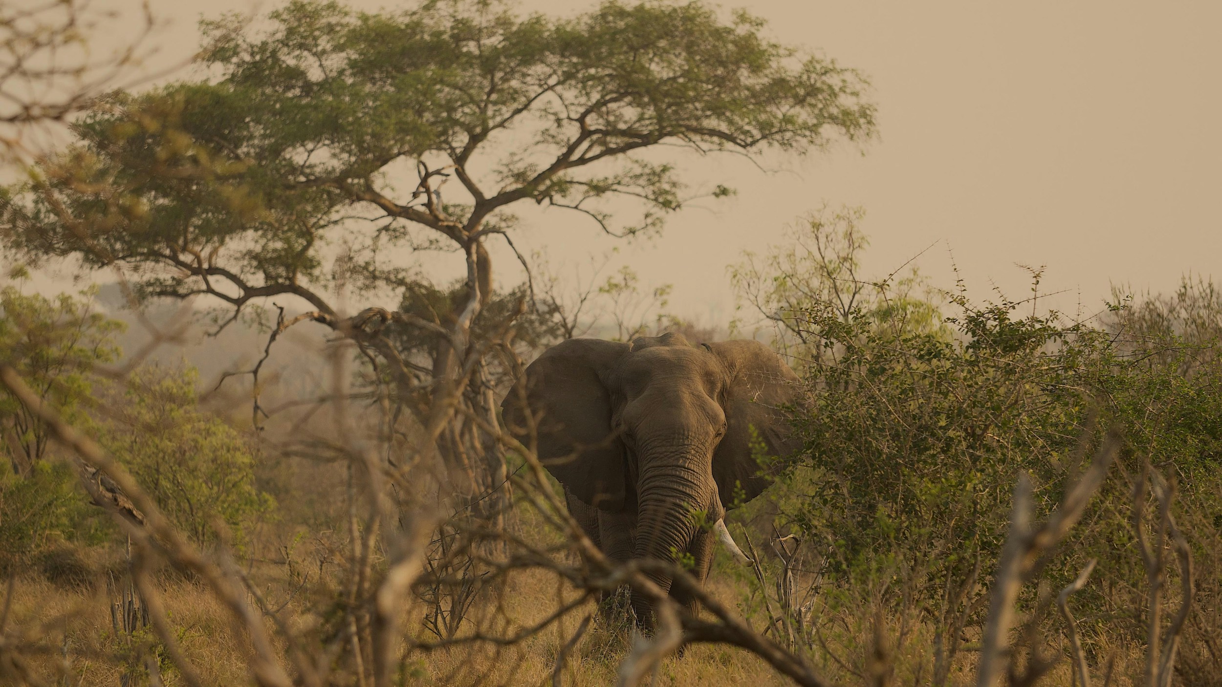 Eswatini savannah conservation projekt