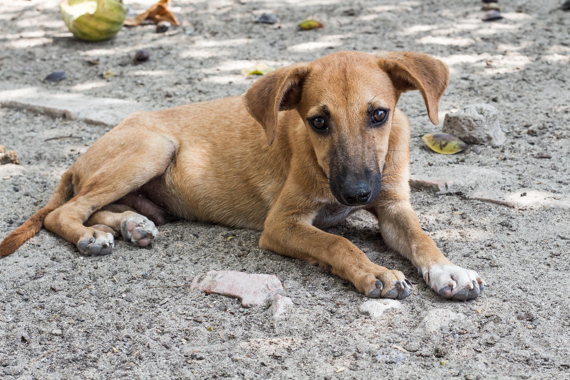 Suedkorea animal care projekt tierheim