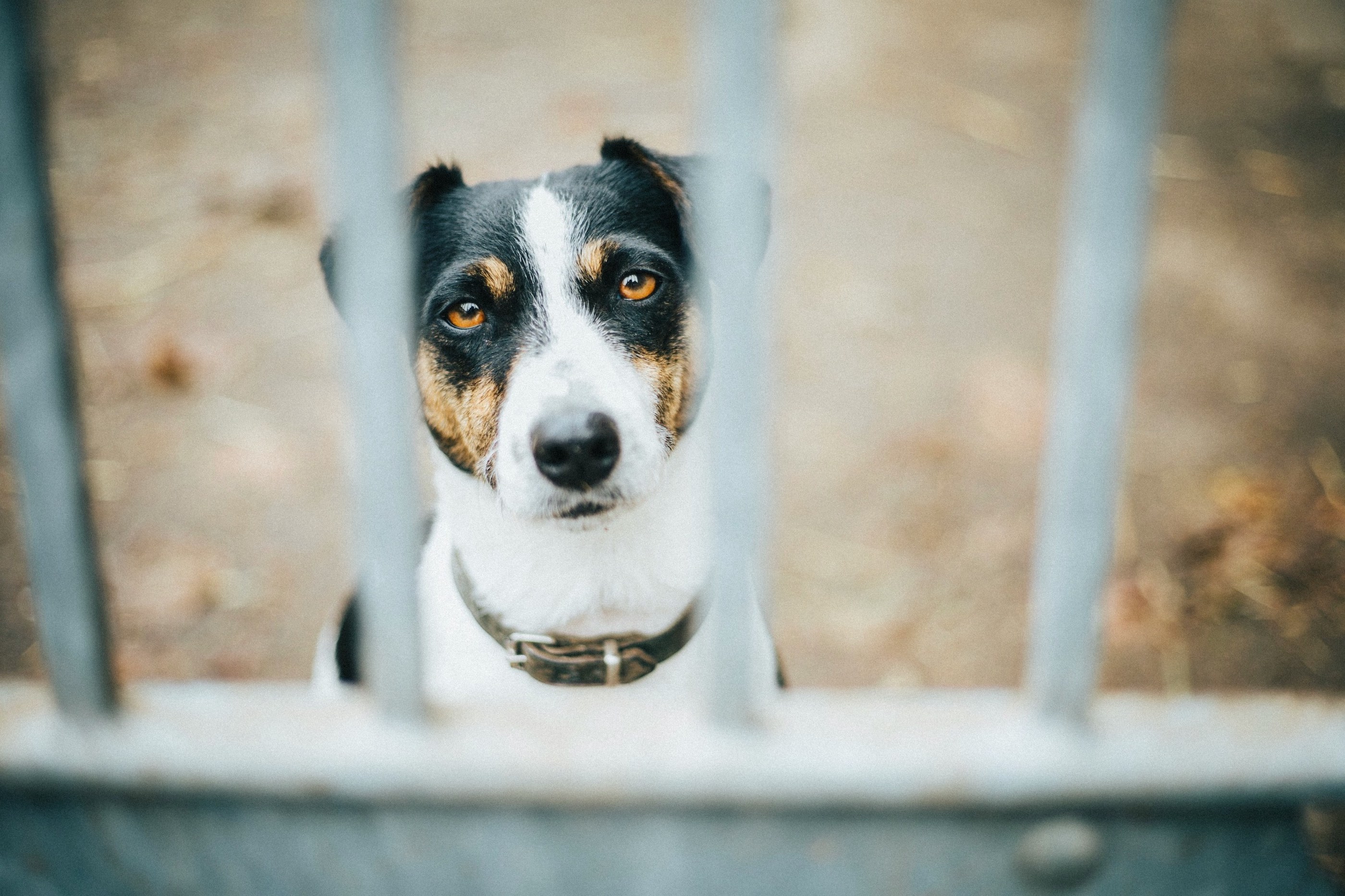 Domestic animals volunteer projekt kanada