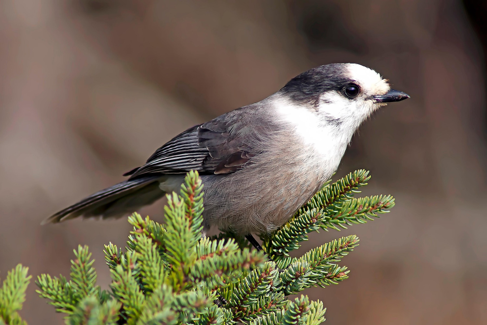 Wildlife projekt kanada vogel