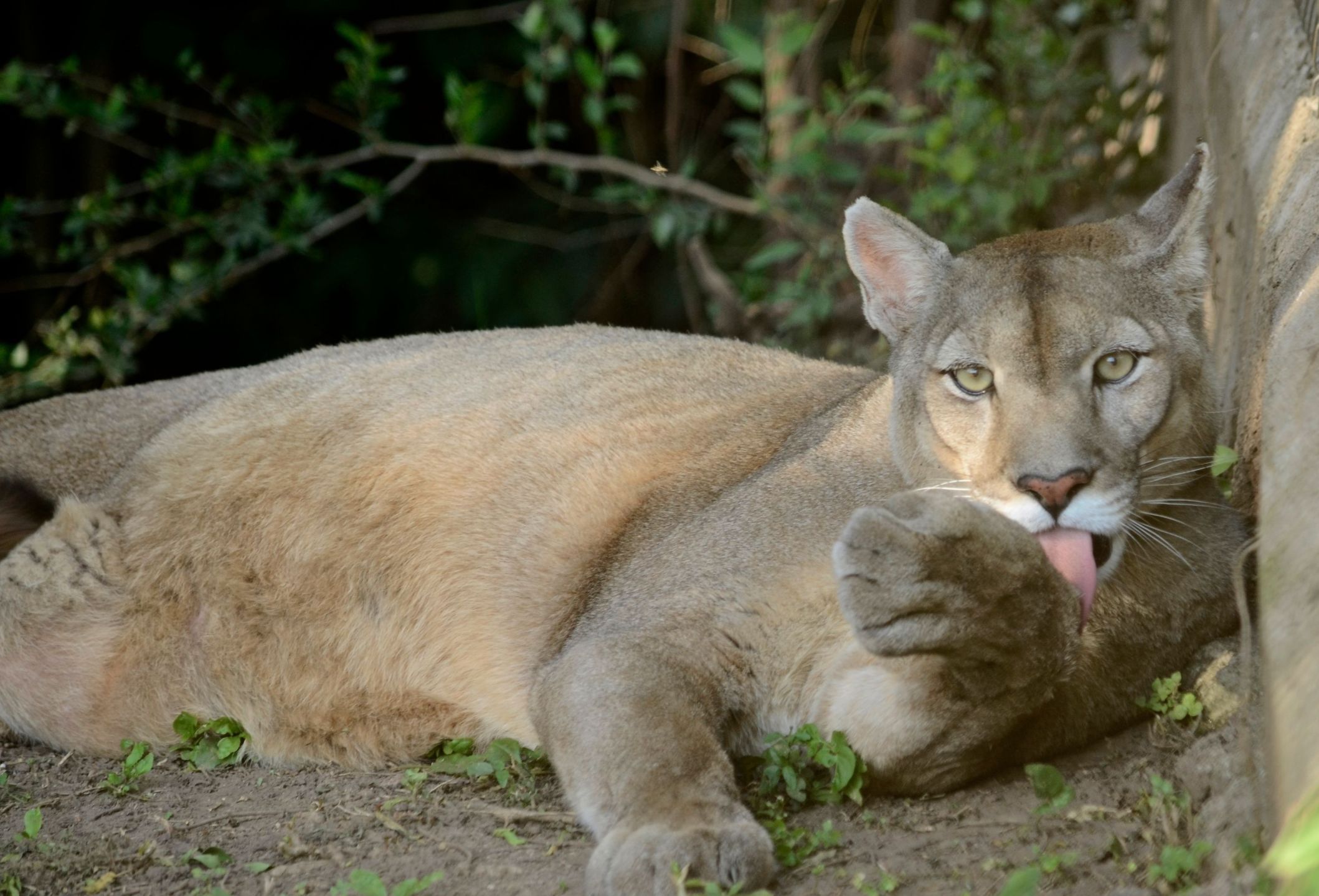 Cristal puma concolor