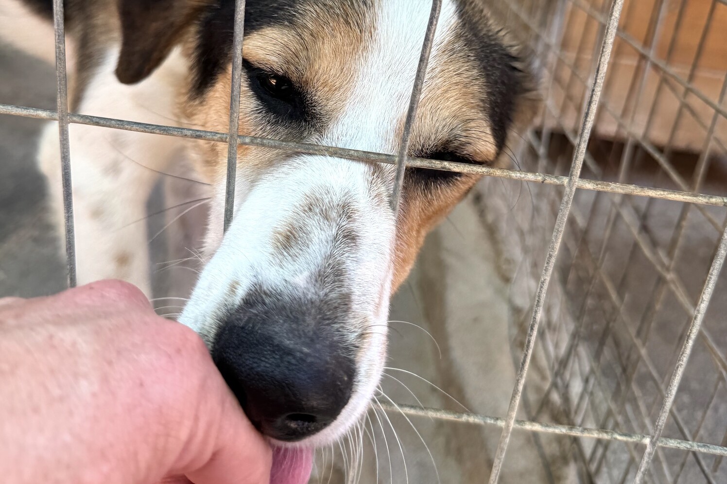 Griechenland tierheim kreta hund
