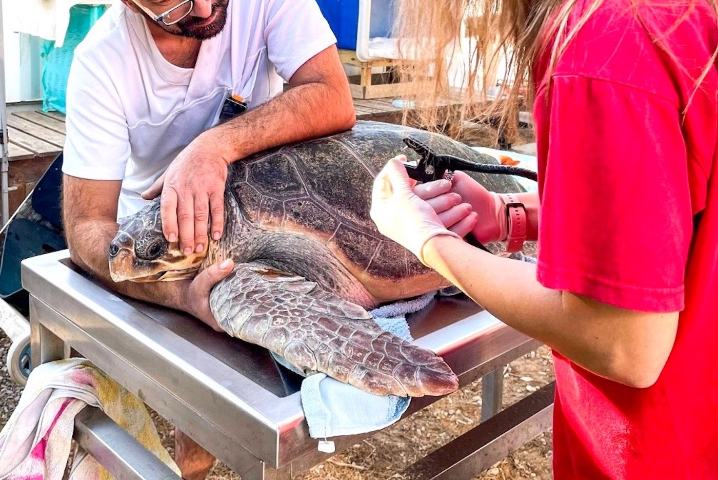 Griechenland kreta projects schildkroeten