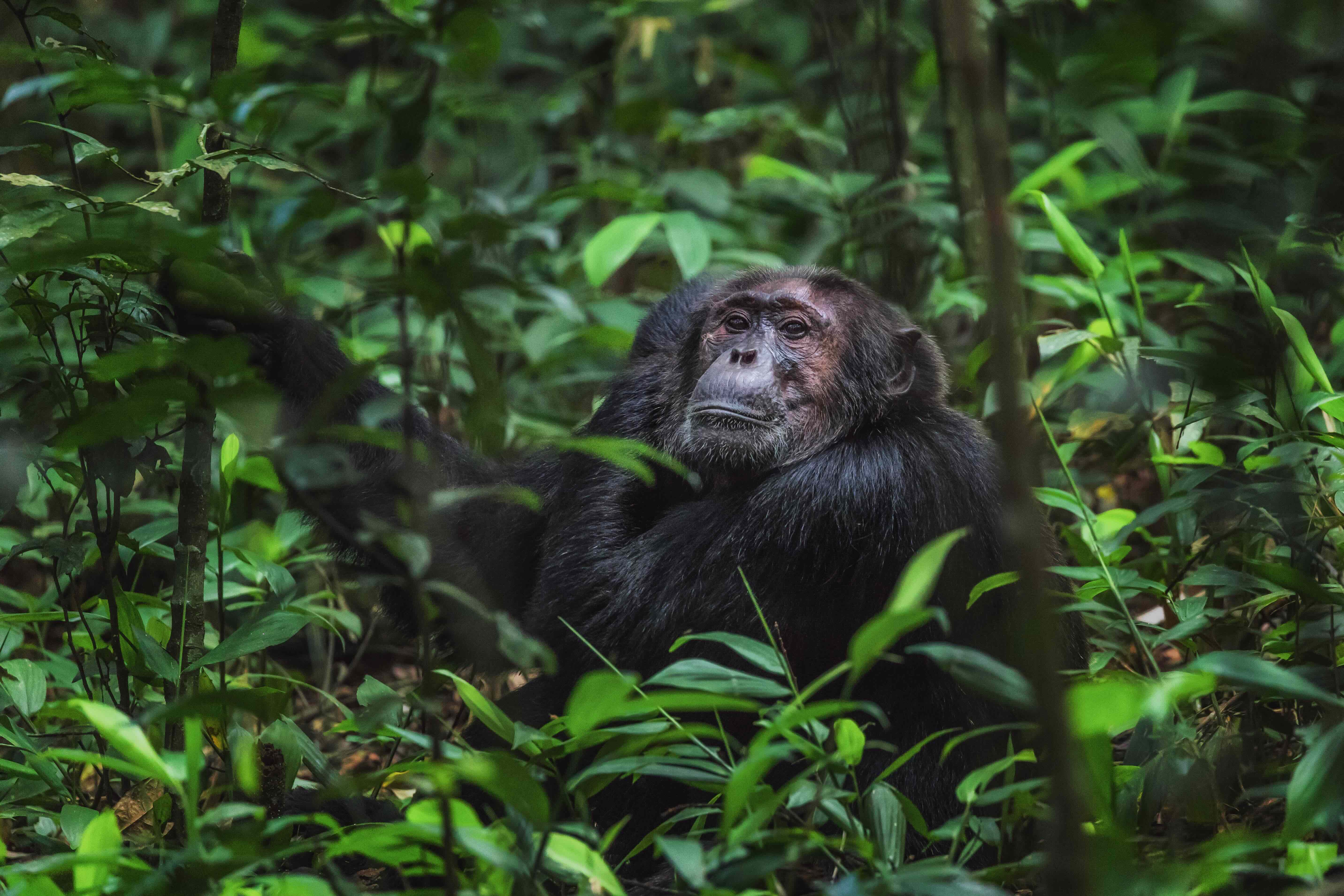 Natucate volunteering uganda chimpanzee project sitting floor