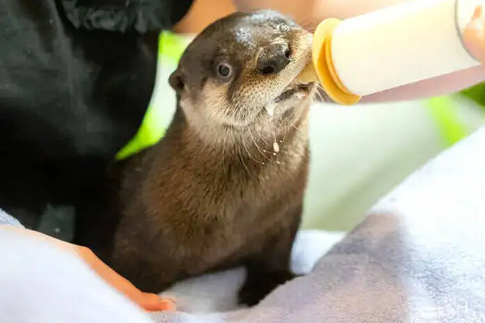Otter trinken bild