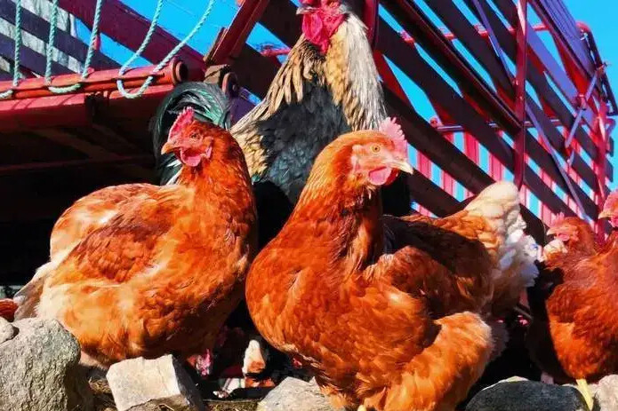 Chicken